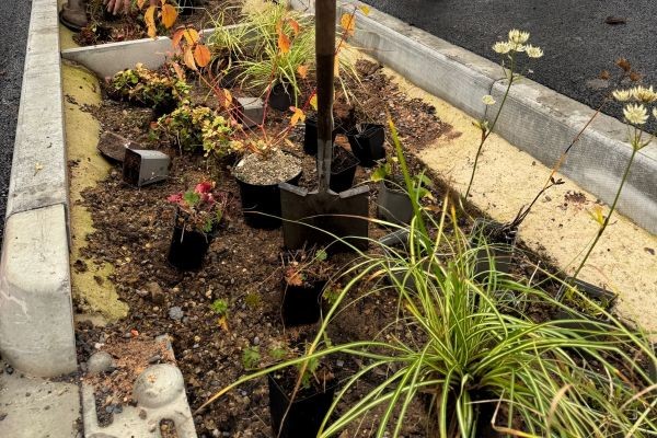 image of plants in pots, ready to be planted