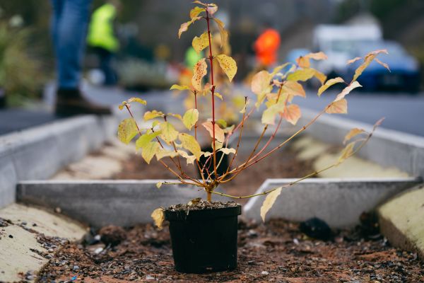 Image of a Cornus (Dogwood) plant ready to be planted