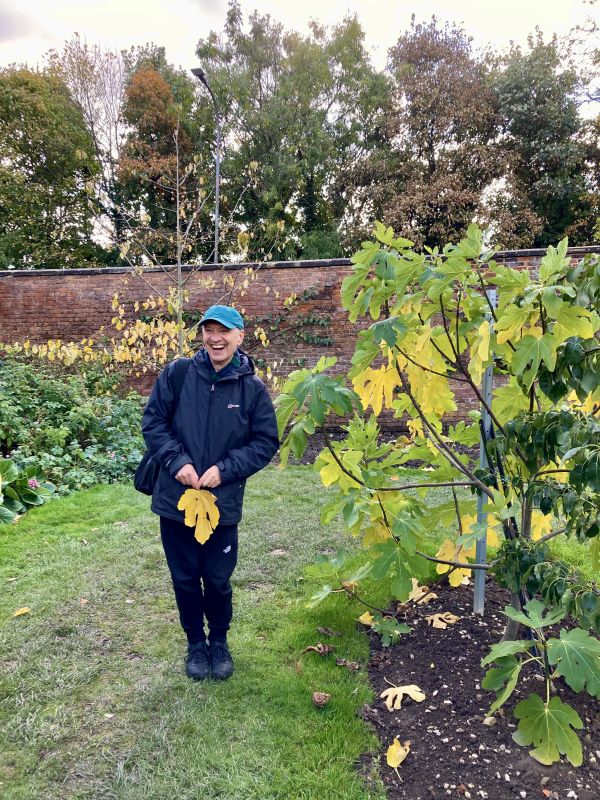 Bill with a fig leaf demonstrating their decorative use